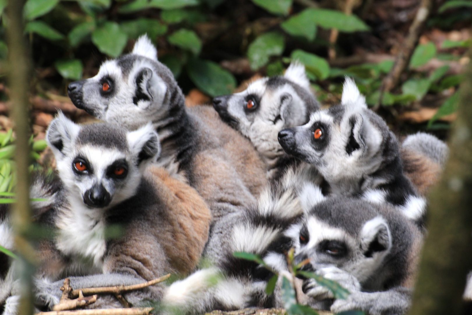 Monkeyland Primate Sanctuary, South Africa